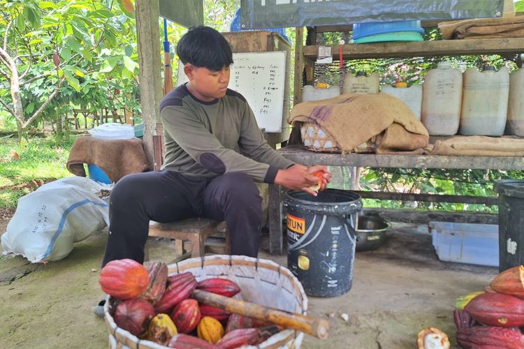 Proses fermentasi biji kakao setelah panen