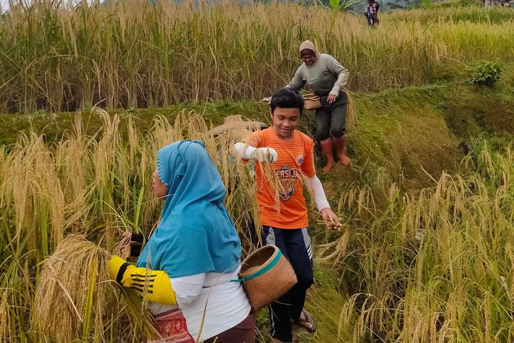 Warga Citorek, Kecamatan Cibeber, Kabupaten Lebak, Provinsi Banten tengah panen padi, Rabu (2/11/2022).