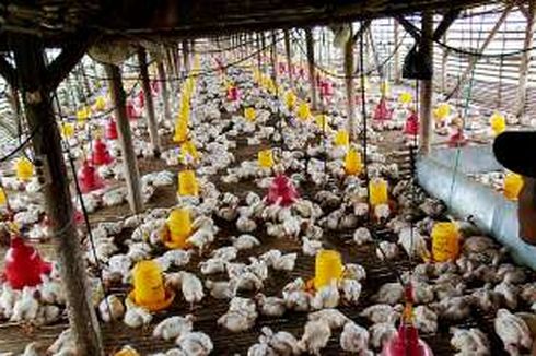 Dicoding dan Bekraf Tantang Developer Lokal Pecahkan Masalah Ternak Ayam
