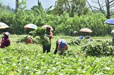 Petrokimia Gresik Klaim Sukses Buat Pendapatan Petani Edamame di Jember Meningkat Jutaan Rupiah