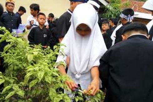 Siswa di Purwakarta Tanam dan Panen Cabai Rawit Serentak 