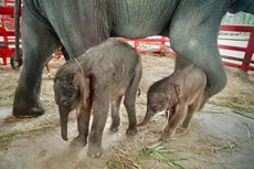 Gajah Kembar Langka Lahir di Thailand