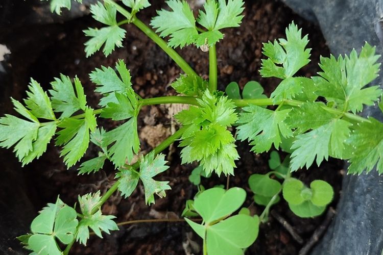 Ilustrasi menanam seledri di polybag. 