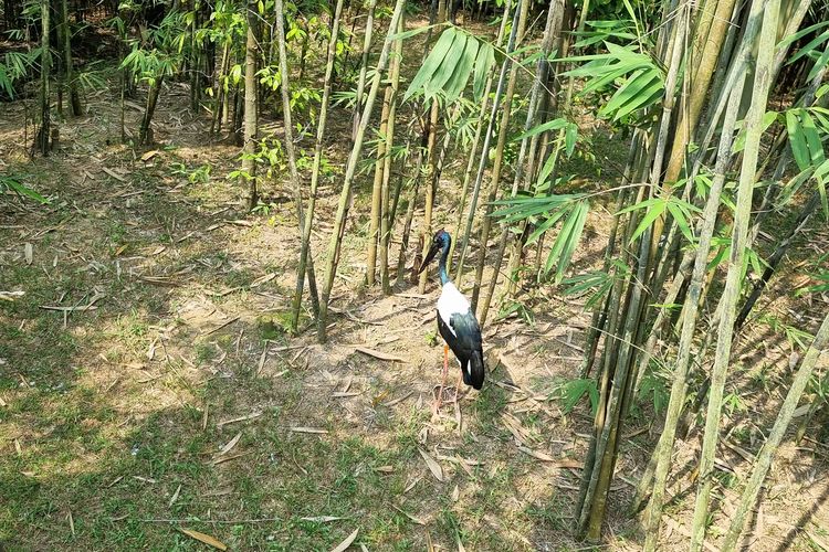 Salah satu burung di area kandang Afrika di Bird Paradise, Mandai, Singapura, Kamis (5/10/2023).