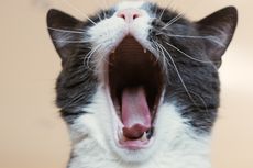 5 Cara Mencegah Kucing Bau Mulut