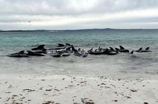 51 Paus Pilot Mati Terdampar di Pantai Australia Barat