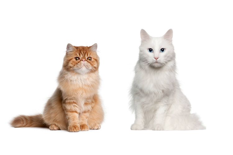 Perbedaan ras kucing Persia dan Anggora.