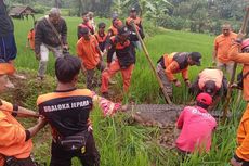 Kolam Kandang Meluap, Buaya Sepanjang 3,5 Meter di Akar Seribu Jepara Lepas hingga Area Persawahan