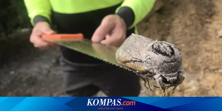 Jarang Terlihat, Ngengat Raksasa Ditemukan di Australia