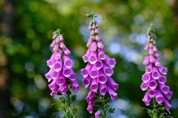 Foxglove.