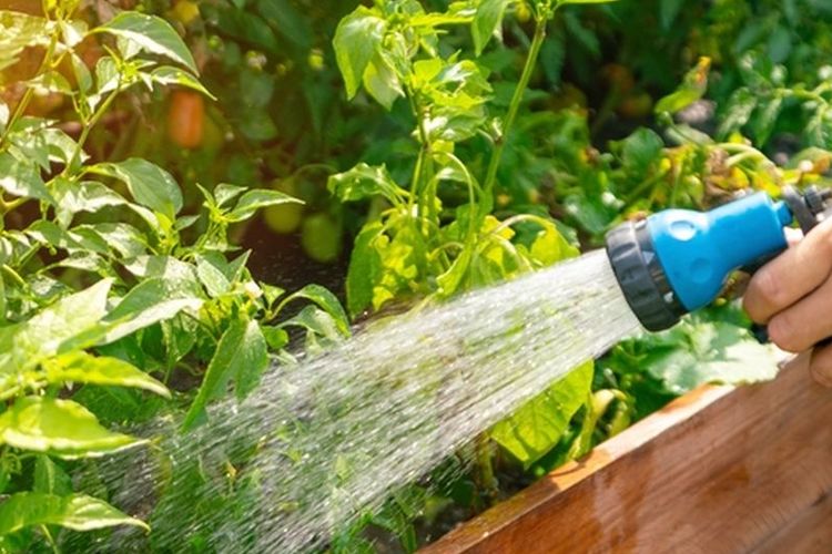 Ilustrasi menyiram tanaman.