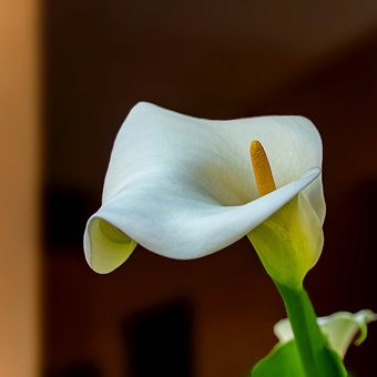 Ilustrasi bunga calla lily.