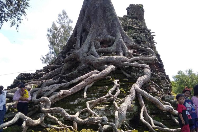 Akar pohon kepuh mencengkram badan Candi Lor