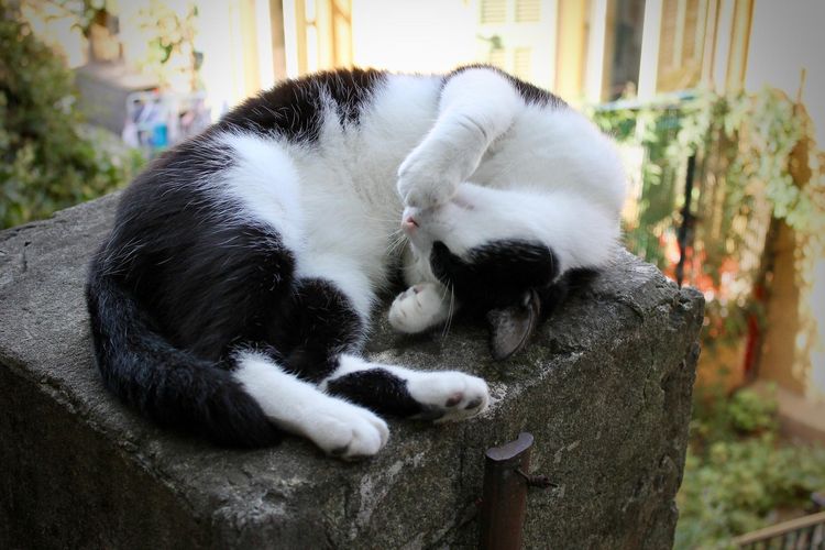 Ilustrasi kucing berguling-guling. 