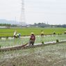 Ada Bendungan Logung, Pola Tanam Padi Jadi 3 Kali Setahun