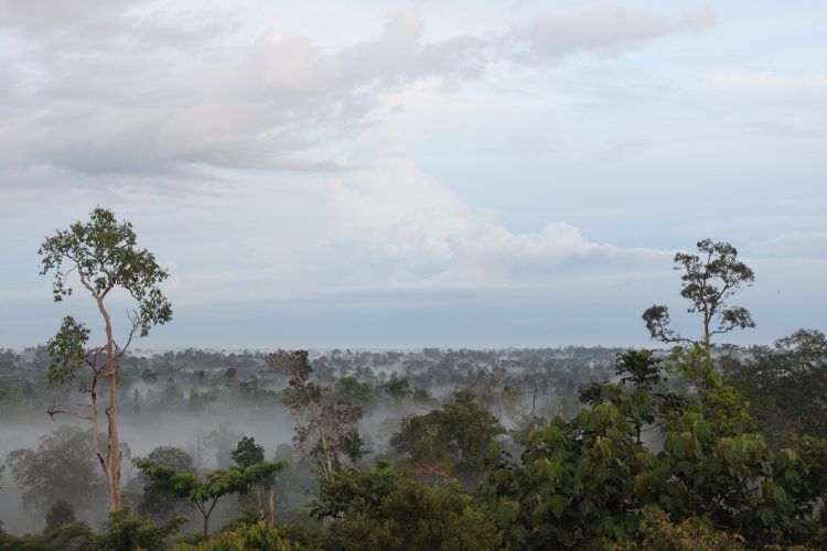 Lansekap Hutan Harapan, wana dataran rendah yang tersisa di Sumatera seluas 98.555 hektare yang membentang di dua provinsi, Jambi dan Sumatera Selatan.