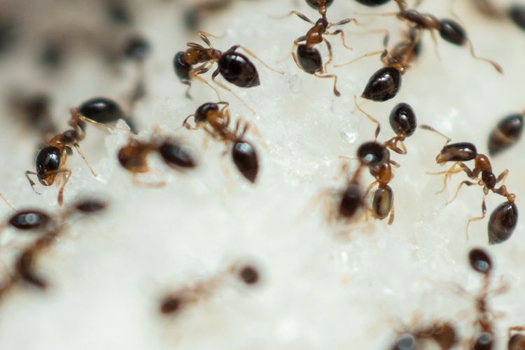 Ilustrasi semut, koloni semut.