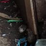 Ular Kobra Jawa Sepanjang 1,5 Meter Ditemukan di Dalam Tong