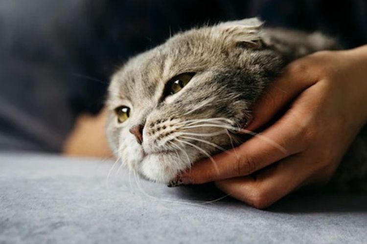 6 Tanda Kucing Marah pada Anda