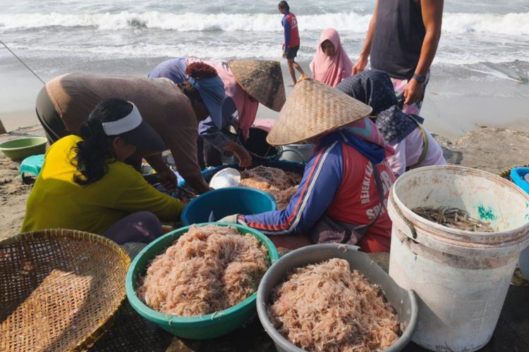 Harga Udang Krosok di Pangandaran Anjlok, Nelayan Kesulitan Cari Pembeli 