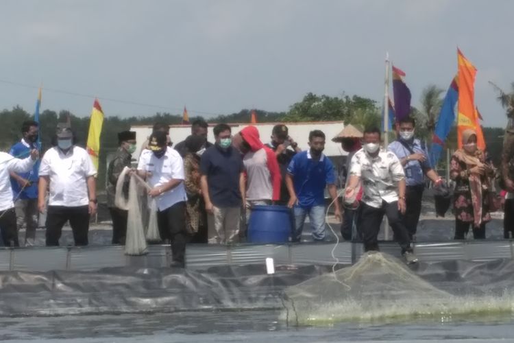 Menteri Kelautan dan Perikanan, Edhy Prabowo (kanan) melempar jaring saat panen udang siklus kedua di Kuala Penet, Lampung Timur, Minggu (19/7/2020). Hasil panen setiap siklus di area tersebut mencapai 16 ton.