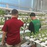 Warga Binaan LPKA Pangkalpinang Budidaya Sayuran Hidroponik