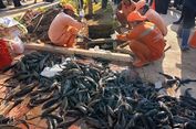 Mengandung Logam Berat, Efek Konsumsi Ikan Sapu-Sapu Muncul Jangka Panjang