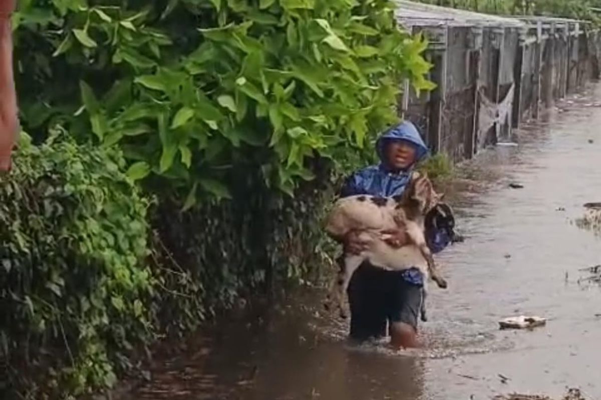 Warga Denpasar saat menyelamatkan kambingnya ketika banjir, pada Rabu (10/9/2025). 