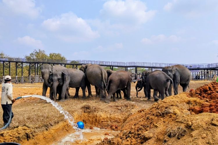 7.000 Hektare TN Way Kambas Terbakar, Begini Cara TNWK Pantau Gajah dan Harimau