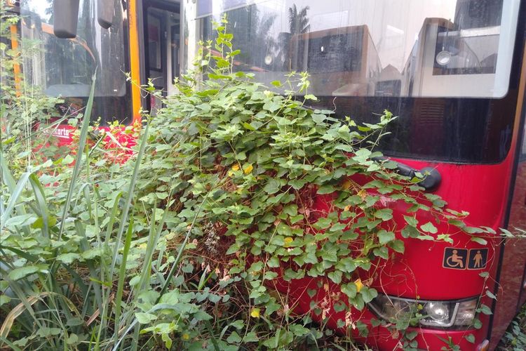 Tanaman liar seperti akar rumput menjalar ke bagian depan bus Transjakarta. Dari pantauan Kompas.com, tanaman tersebut hampir setinggi satu meter lebih, Jumat ( 26/7/2019)