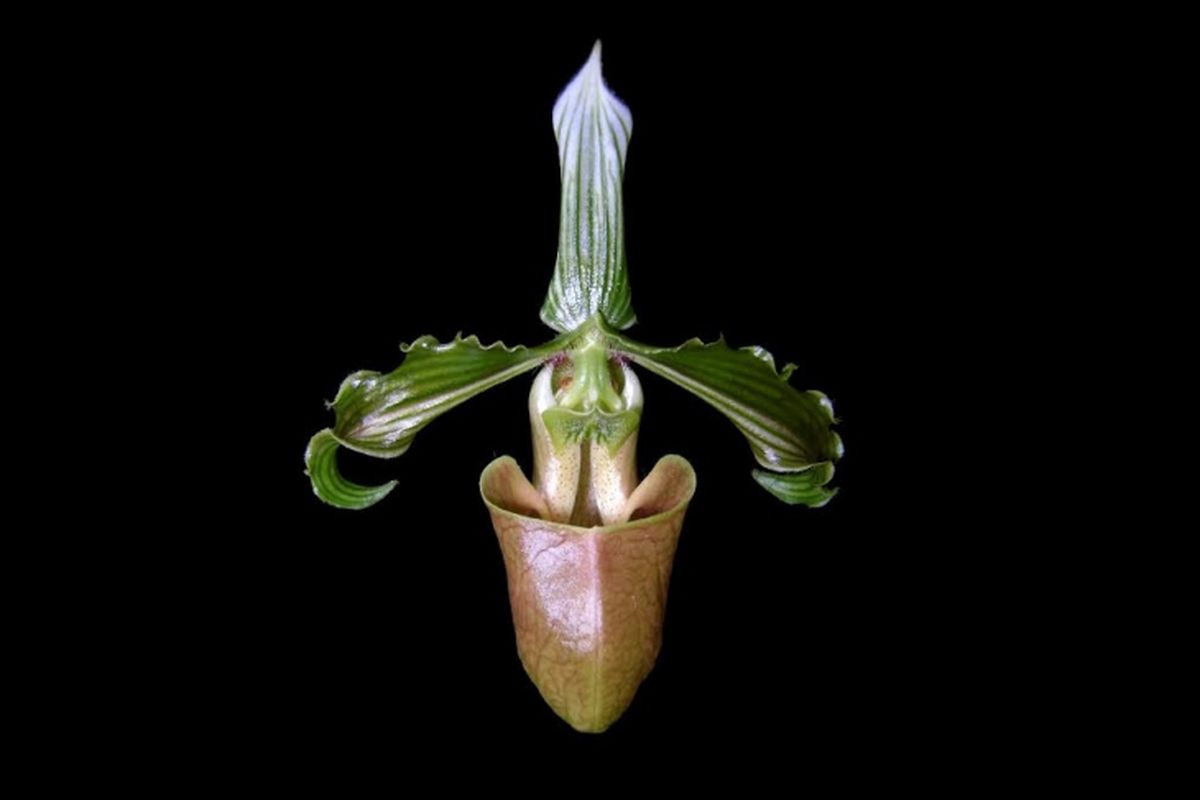 Paphiopedilum bungebelangi