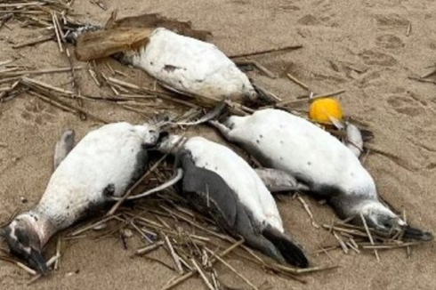 Ribuan Penguin di Amerika Selatan Mati Misterius, Apa Penyebabnya?