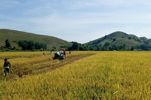 Hamparan Sawah Instagramable di Desa Wisata Kolisia B di NTT