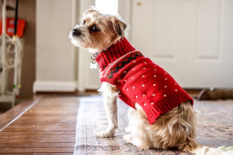 Ilustrasi anjing - Anjing memakai sweater.