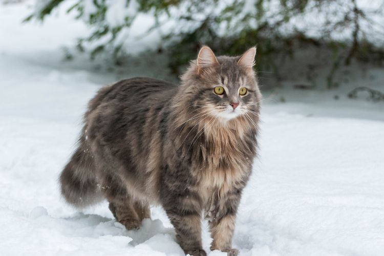 Ilustrasi kucing Siberia. 