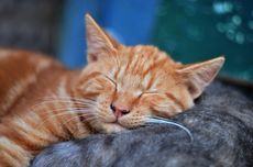 Disebut Bisa Bermimpi, Apa yang Dimimpikan Kucing Saat Tidur?