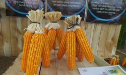 Realisasikan Ketahanan Pangan, Bayer Luncurkan Jagung Bioteknologi