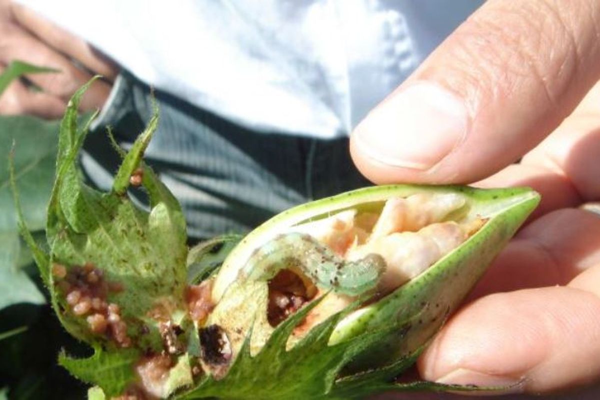 Peneliti dari lembaga penelitian Australia CSIRO menyatakan sulit dibedakan apakah ini ulat pemakan tanaman kapas, jagung atau hibridanya.
