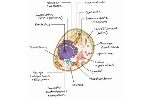 Sitoplasma: Ciri-ciri dan Strukturnya