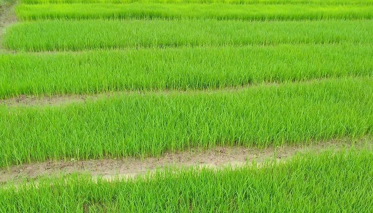 Cara Menyemai Padi Sistem Dapog agar Hasilkan Bibit Berkualitas