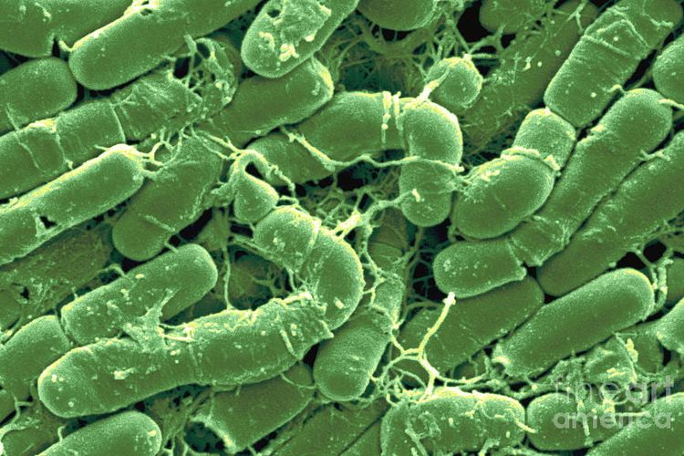 Bakteri Bacillus thuringiensis 