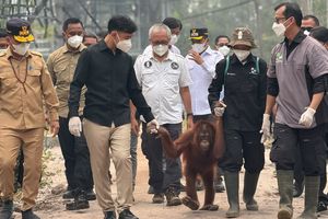 Cek Pusat Rehabilitasi Orangutan di Tengah Karhutla, Gibran: Satwa Tak Boleh Diabaikan
