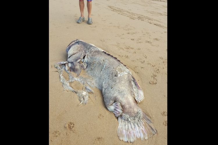 Ikan 150 Kg Terdampar di Australia, Spesiesnya Masih Misteri