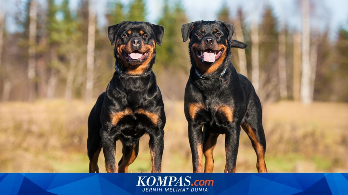 Mengenal Anjing Rottweiler, dari Sejarah, Karakter, hingga Perawatan