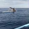 Video Paus Sperma Muncul di Laut Bali, Ahli Ungkap Bukan Jalur Migrasi Tetap