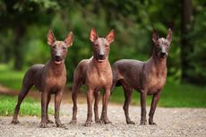 10 Ras Anjing Asal Amerika Latin, Ada yang Berusia 3.000 Tahun Lebih