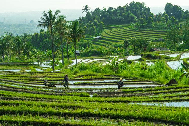 Ilustrasi sawah, lahan pertanian. Petani dapat manfaatkan asuransi pertanian.