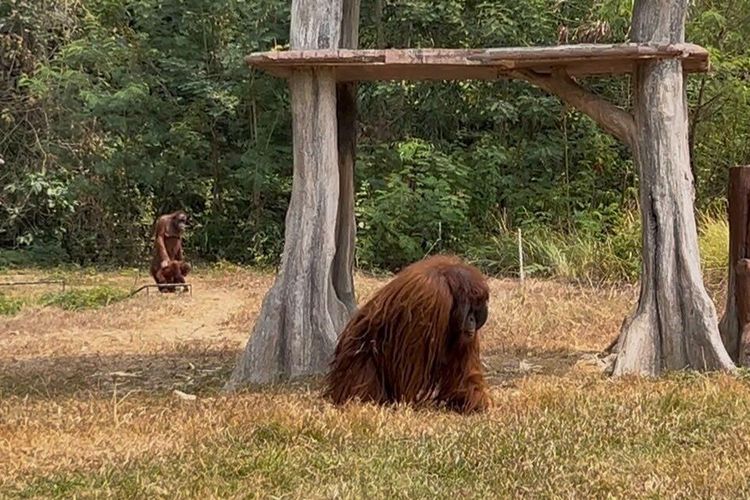Imbas Orang Utan Didi Kabur ke Rumah Makan hingga Kos-kosan, Solo Safari Perketat Pengecekan Tiap 30 Menit