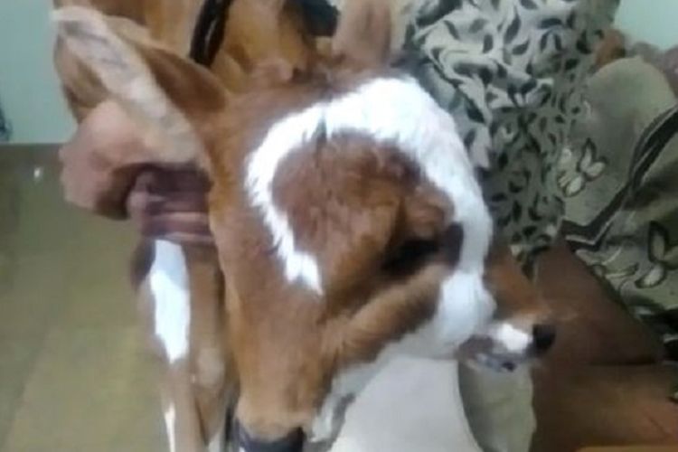 Seekor anak sapi di Bhagirathpur di Indore, Negara Bagian Madhya Pradesh, India, yang menjadi sorotan karena lahir dengan empat mata dan dua mulut.