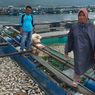 1.705 Ton Ikan di Danau Maninjau Mati, Bau Tak Sedap Tercium